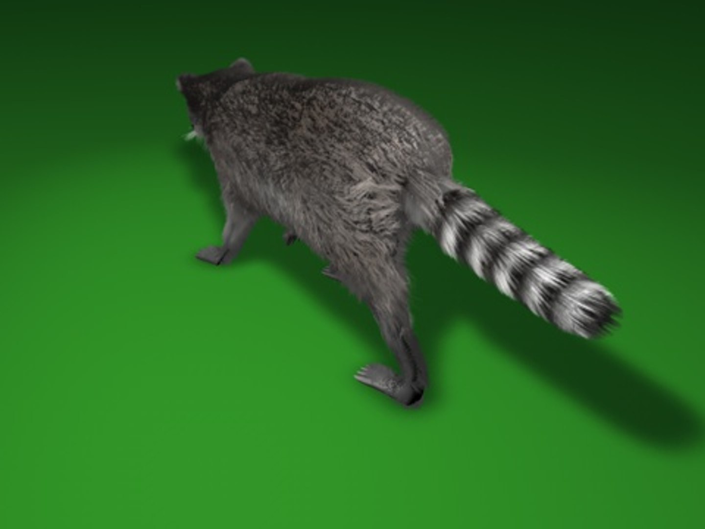 3d Raccoon Animation