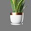 snake plant 3D model