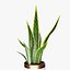 snake plant 3D model