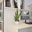 snake plant 3D model