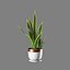 snake plant 3D model