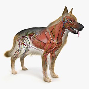 german shepherd anatomy 3D model