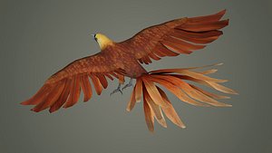 pheasant bird feather wing game hunt hunting wild forest