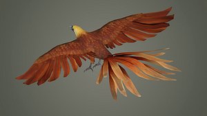 pheasant bird feather wing game hunt hunting wild forest