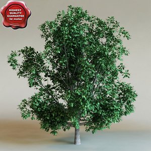 Calophyllum antillanum