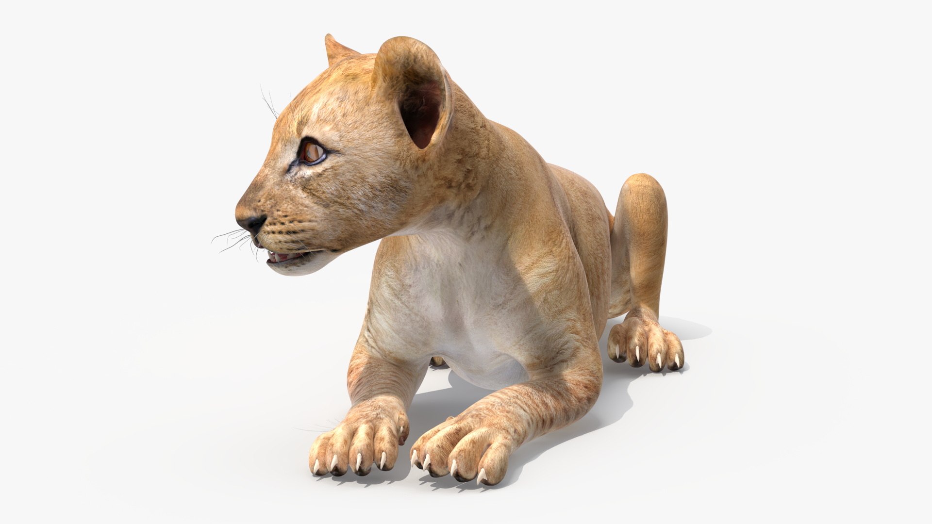 Lion Cub Lying Down 3D model preview