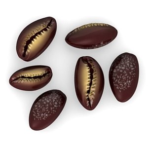 sea shell 3d model