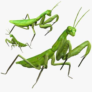 3D Rigged Praying Mantis model