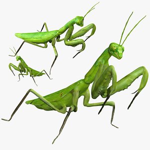 Rigged Praying Mantis