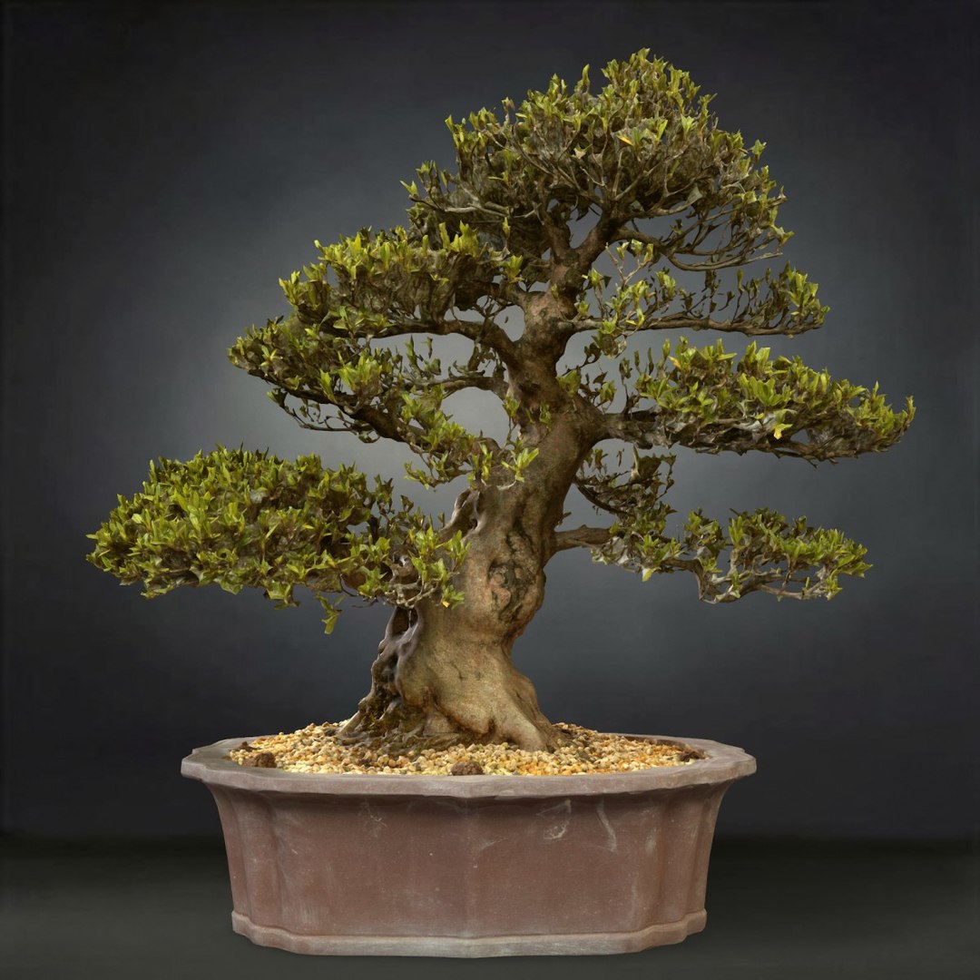 3D Bonsai Tree Satsuki Hakurin - TurboSquid 1154328