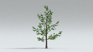laos Norway Maple Acer platanoides 3D model