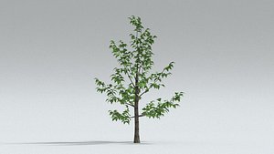 laos Norway Maple Acer platanoides