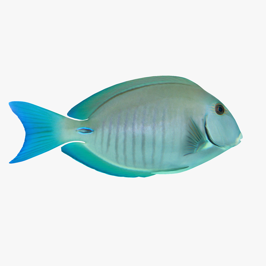 Doctorfish Tang
