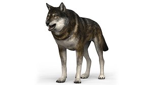 Brown Wolf With PBR Textures 3D