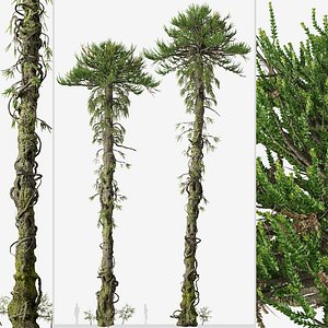 3D Set of Araucaria araucana or Chilean pine Tree
