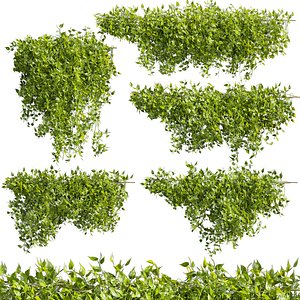 3D Collection plant vol 529 - bush - Outdoor - ivy - pothos model