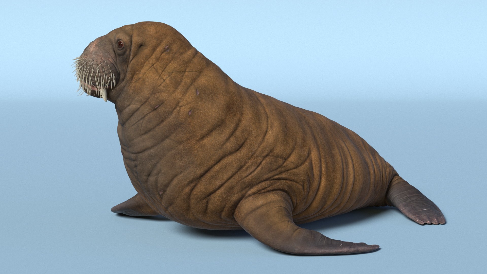 3D Young Walrus Rigged - TurboSquid 2402268