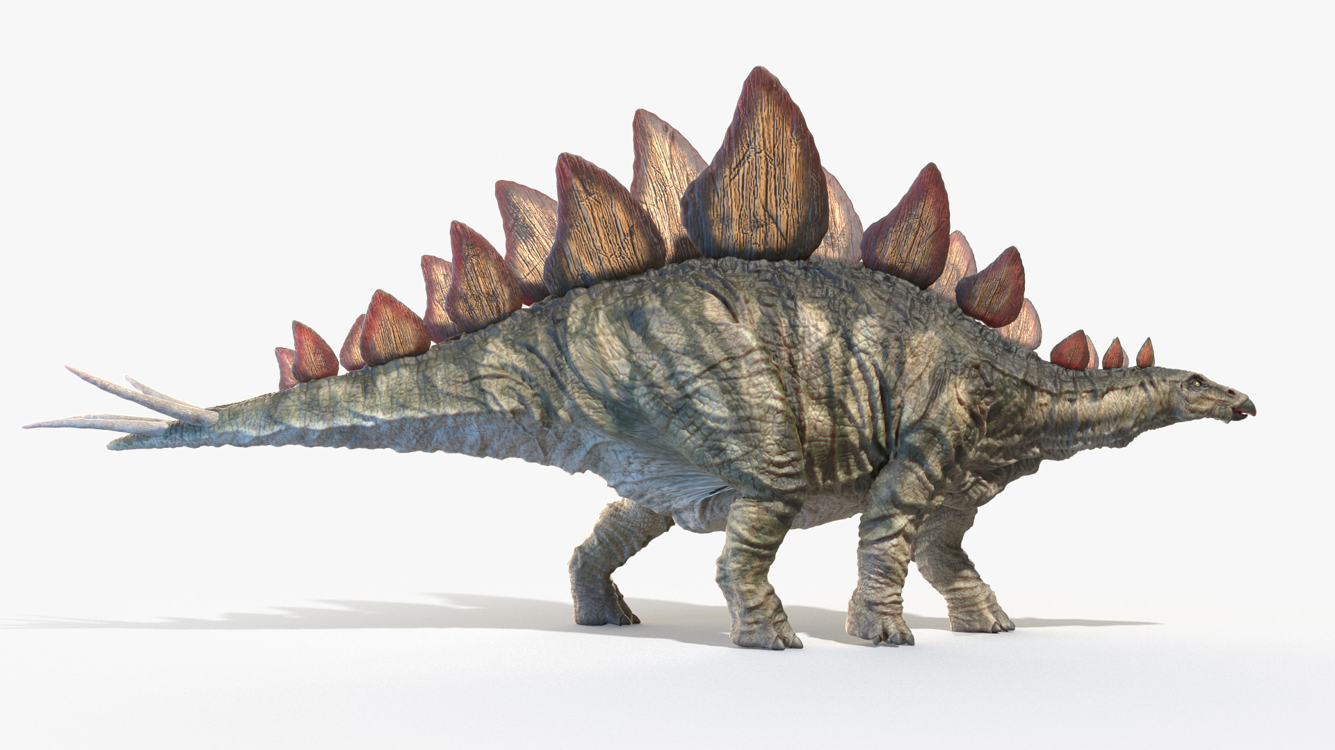 3D stegosaurus stegos model https://p.turbosquid.com/ts-thumb/aM/yKKU1f/5Oomtb1E/stegosaurus_animated/jpg/1594823490/1920x1080/turn_fit_q99/1014d319278798c7272056d2a3223f789f68e008/stegosaurus_animated-1.jpg