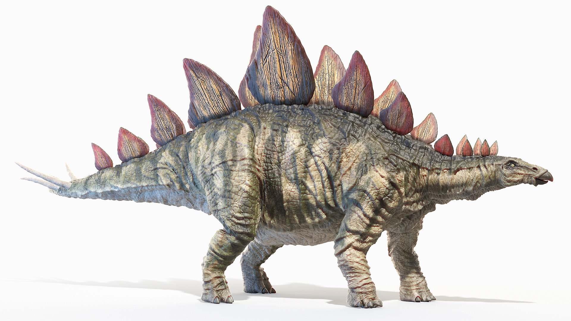 3D stegosaurus stegos model https://p.turbosquid.com/ts-thumb/aM/yKKU1f/ds6P4dYU/stegosaurus_poses0082/jpg/1594823721/1920x1080/fit_q87/1f07ec6f2e8a5c101fd84165b4536d6791b7585b/stegosaurus_poses0082.jpg