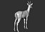 3D roe deer capreolus