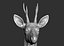 3D roe deer capreolus