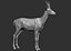 3D roe deer capreolus
