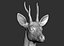3D roe deer capreolus