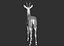 3D roe deer capreolus