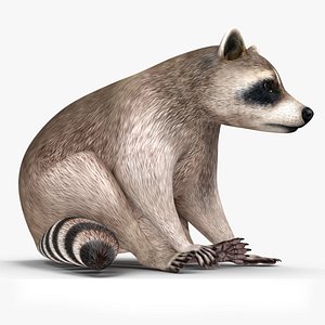 Raccoon Rigged for Modo model