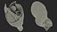 Anatomie de l'articulation du genou humain