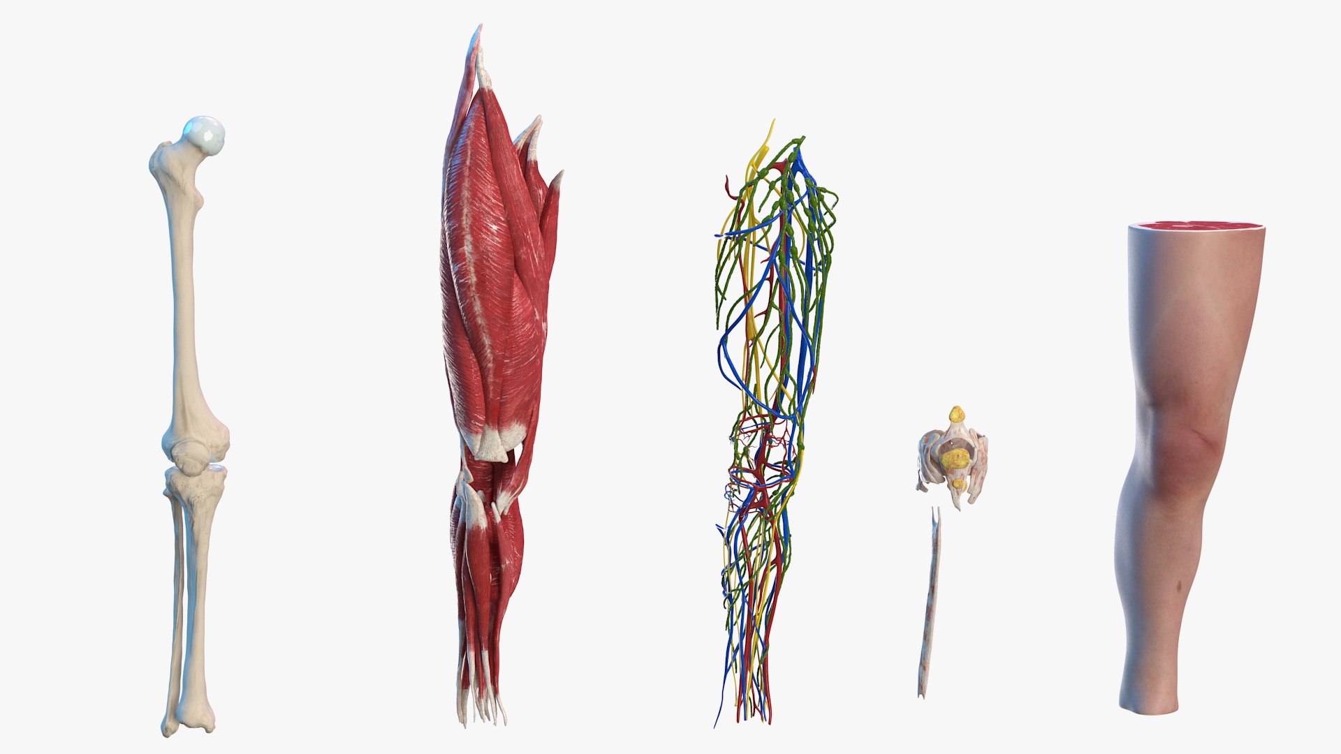 3D human knee joint anatomy model https://p.turbosquid.com/ts-thumb/aN/KnZu2R/BxmRdZID/humankneejointanatomy3dsmodel001/jpg/1599662344/1920x1080/fit_q87/0161ba8da84f519ddec435834f618ba33dc58d74/humankneejointanatomy3dsmodel001.jpg