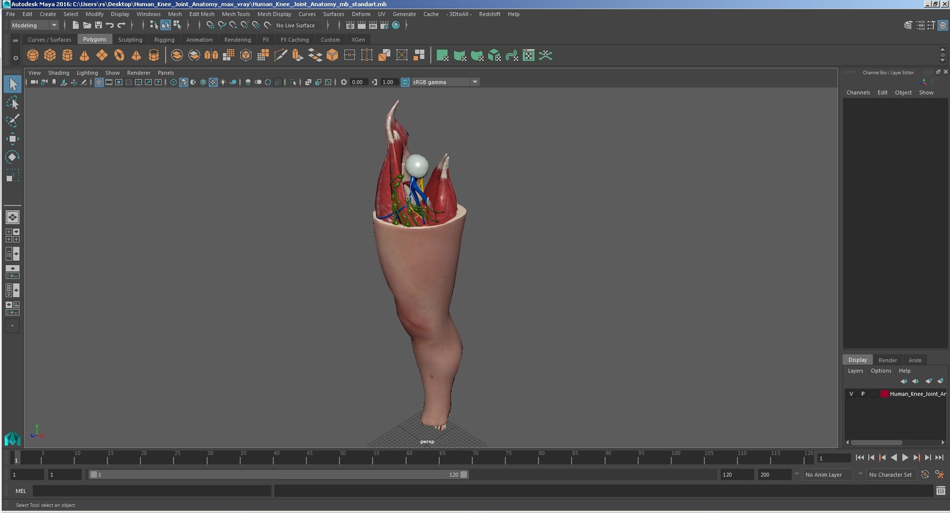 3D human knee joint anatomy model https://p.turbosquid.com/ts-thumb/aN/KnZu2R/DehPZ1PL/humankneejointanatomy3dsmodel036/jpg/1599662656/1920x1080/fit_q87/778313d453e21f9fc0b7d46cad33535c0275412d/humankneejointanatomy3dsmodel036.jpg