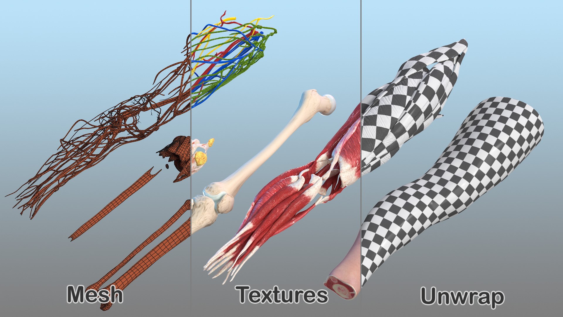 3D human knee joint anatomy model https://p.turbosquid.com/ts-thumb/aN/KnZu2R/RFNZzzFp/humankneejointanatomy3dsmodel017/jpg/1599662507/1920x1080/fit_q87/f413dd1eb0137be556e37976dc30c270dffe5f4f/humankneejointanatomy3dsmodel017.jpg