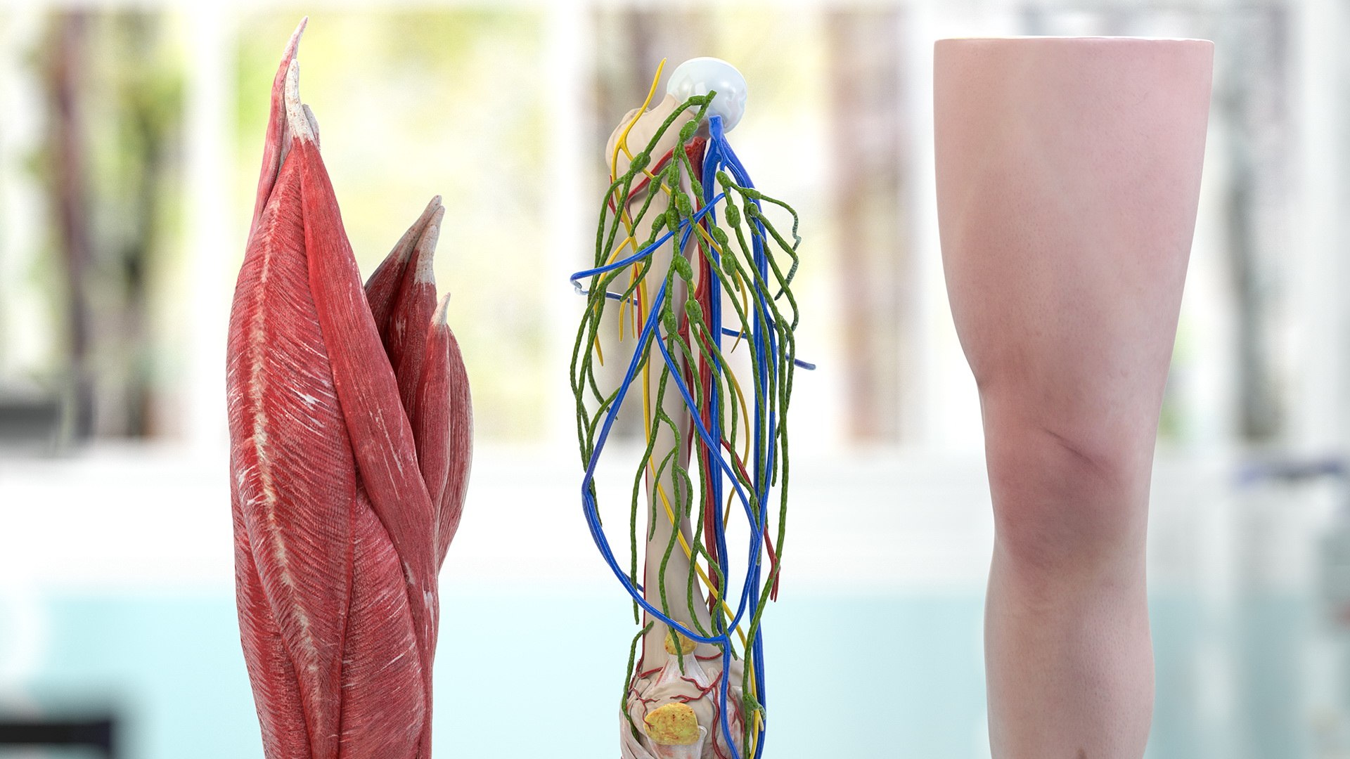 3D human knee joint anatomy model https://p.turbosquid.com/ts-thumb/aN/KnZu2R/bTUVCUWp/humankneejointanatomy3dsmodel003/jpg/1599662364/1920x1080/fit_q87/6dc7aa131e0fe443cd20300c589e7f46ba61652e/humankneejointanatomy3dsmodel003.jpg
