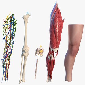 3D human knee joint anatomy model
