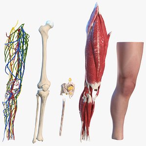 Human Knee Joint Anatomy