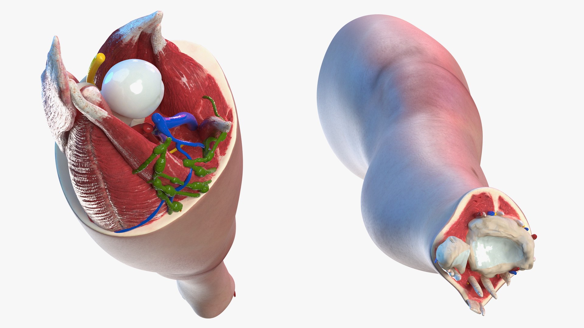 3D human knee joint anatomy model https://p.turbosquid.com/ts-thumb/aN/KnZu2R/pClee9F4/humankneejointanatomy3dsmodel014/jpg/1599662477/1920x1080/fit_q87/8366ea1b22e64b331db47b3708ca0154b667a63b/humankneejointanatomy3dsmodel014.jpg