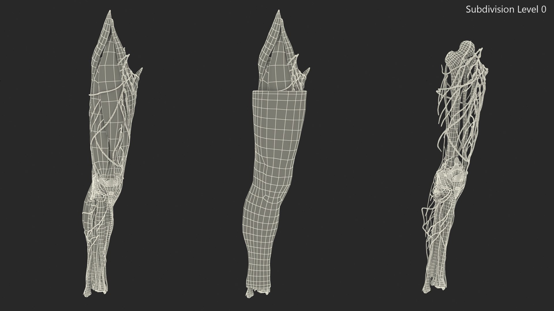 3D human knee joint anatomy model - TurboSquid 1619046