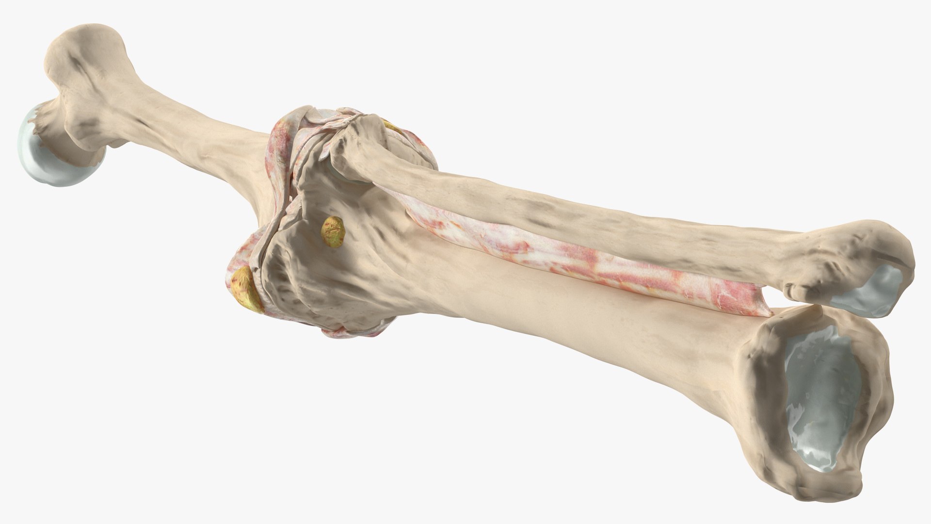 3D human knee joint anatomy model https://p.turbosquid.com/ts-thumb/aN/KnZu2R/xcIDfmMv/humankneejointanatomy3dsmodel009/jpg/1599662426/1920x1080/fit_q87/c05654933cd10841ec3a574d667372f409ed1bcb/humankneejointanatomy3dsmodel009.jpg