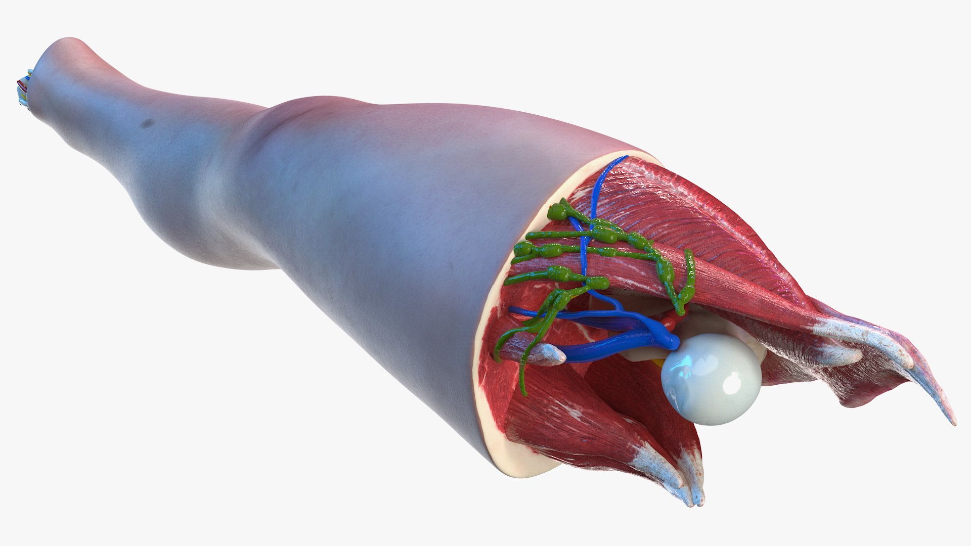 3D human knee joint anatomy model https://p.turbosquid.com/ts-thumb/aN/KnZu2R/zt5MVqoK/humankneejointanatomy3dsmodel012/jpg/1599662457/1920x1080/fit_q87/eceef7ec4660574195090e03752c8228cef0db55/humankneejointanatomy3dsmodel012.jpg