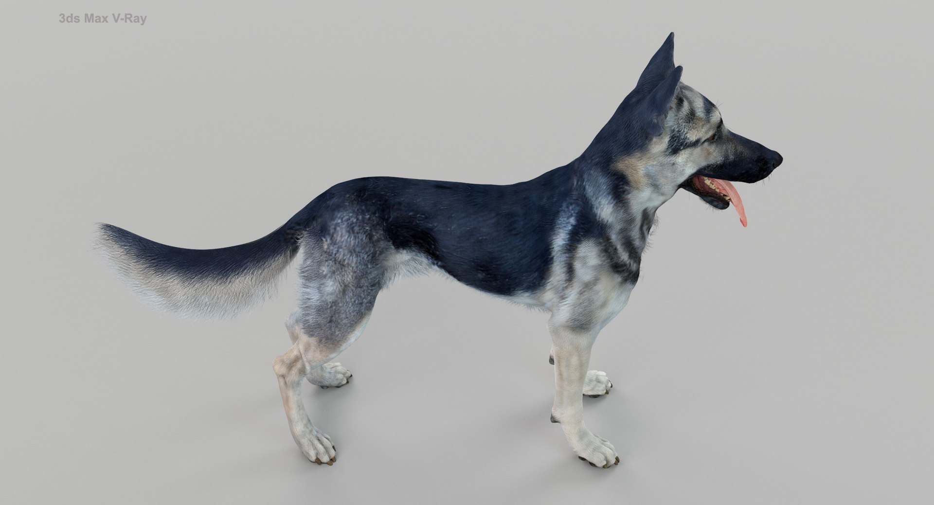 3D Police Shepherd Dog Black and Silver Diffuse and Specular Maps Addon https://p.turbosquid.com/ts-thumb/aN/TpeEnP/pj/maxv5.jpgb1764cca60ed4956af4bec0ba01d7398zoom/jpg/1648215505/1920x1080/fit_q87/d5afdfc94d4b4ebc0a3d835493541408a6732551/maxv5.jpgb1764cca60ed4956af4bec0ba01d7398zoom.jpg
