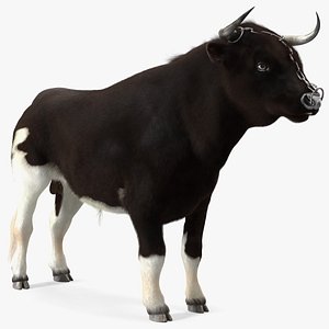Bull with a Chain Fur