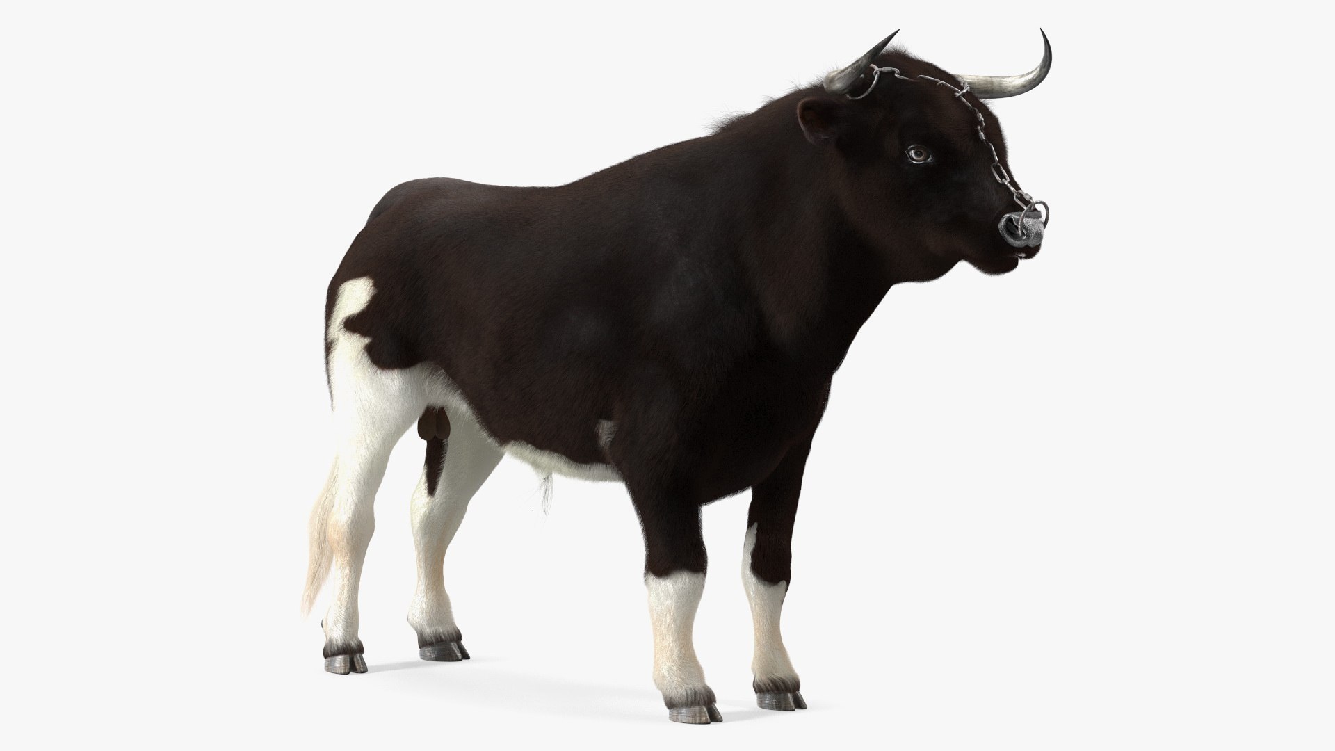 Bull with a Chain Fur 3D model preview