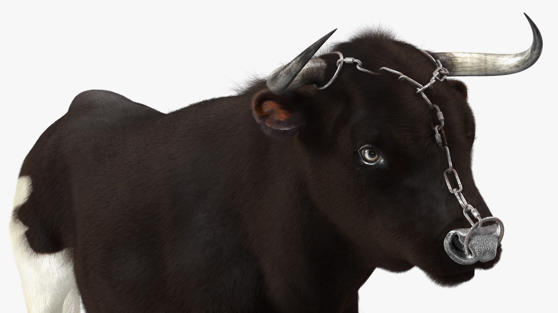 3D Bull With A Chain Fur - TurboSquid 2168177