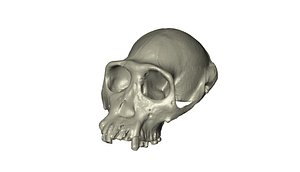 3d skull chimpanzee model