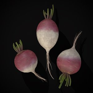Purple Top White Globe Turnips 3D model