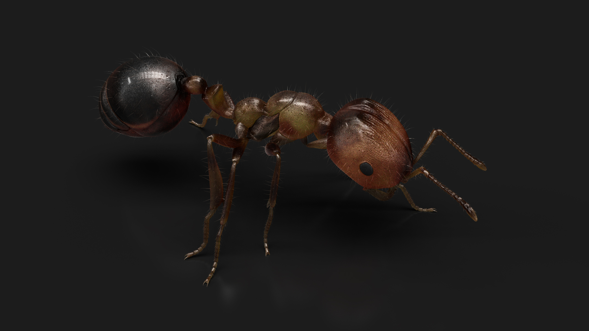 3D Ant ANIMATED Model - TurboSquid 2148362