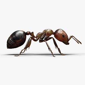 Ant ANIMATED