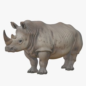Realistic 3D Rhinoceros Low Poly PBR