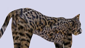 3D Spotted Jaguar Model